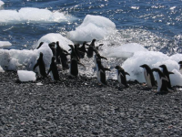 Adelie penguins entering the ocean at Brown Bluff at the end of the Tabarin Peninsula